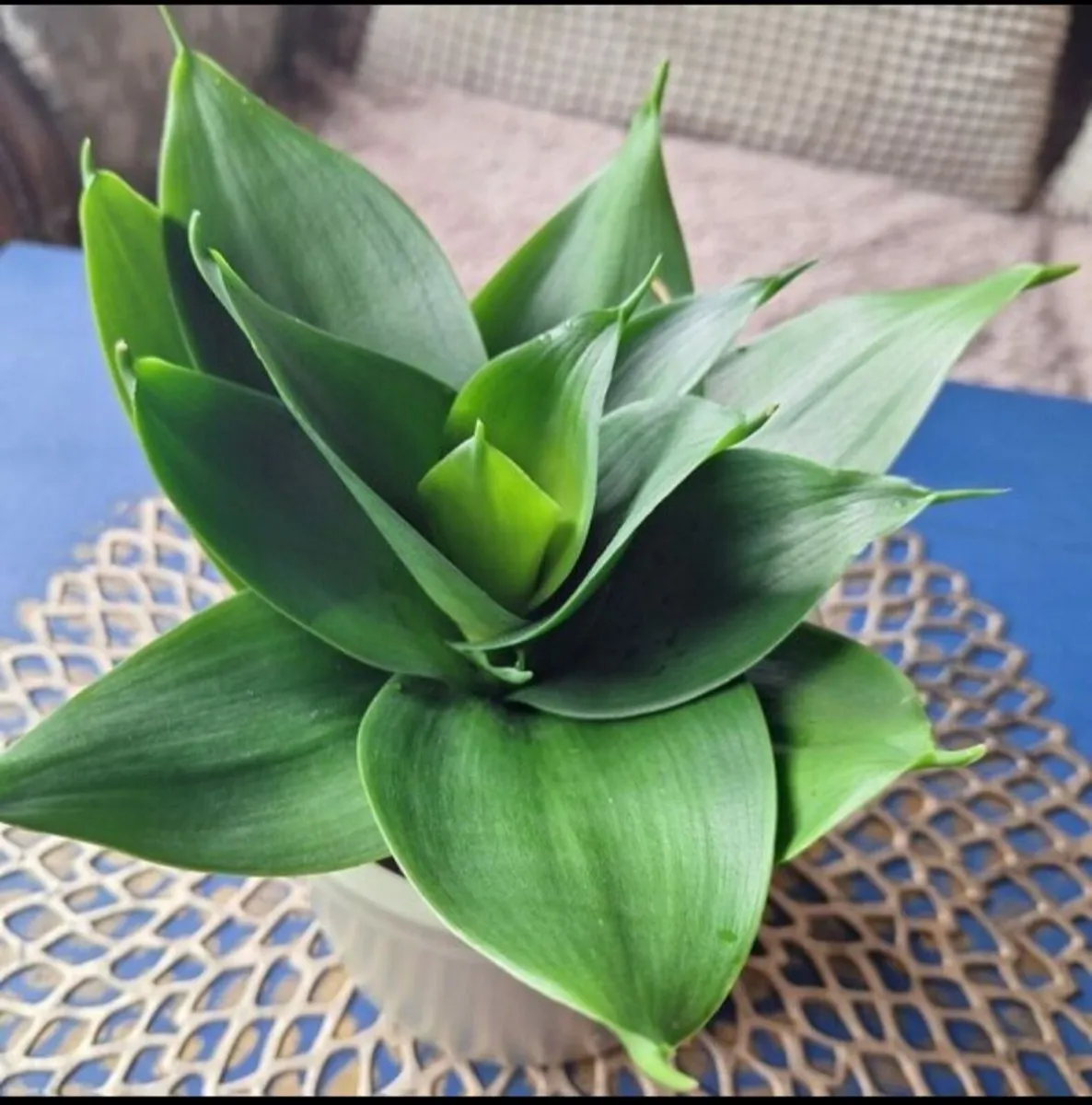 Healthy Sansevieria Hahnii in Pastel Green Pot - Image 4