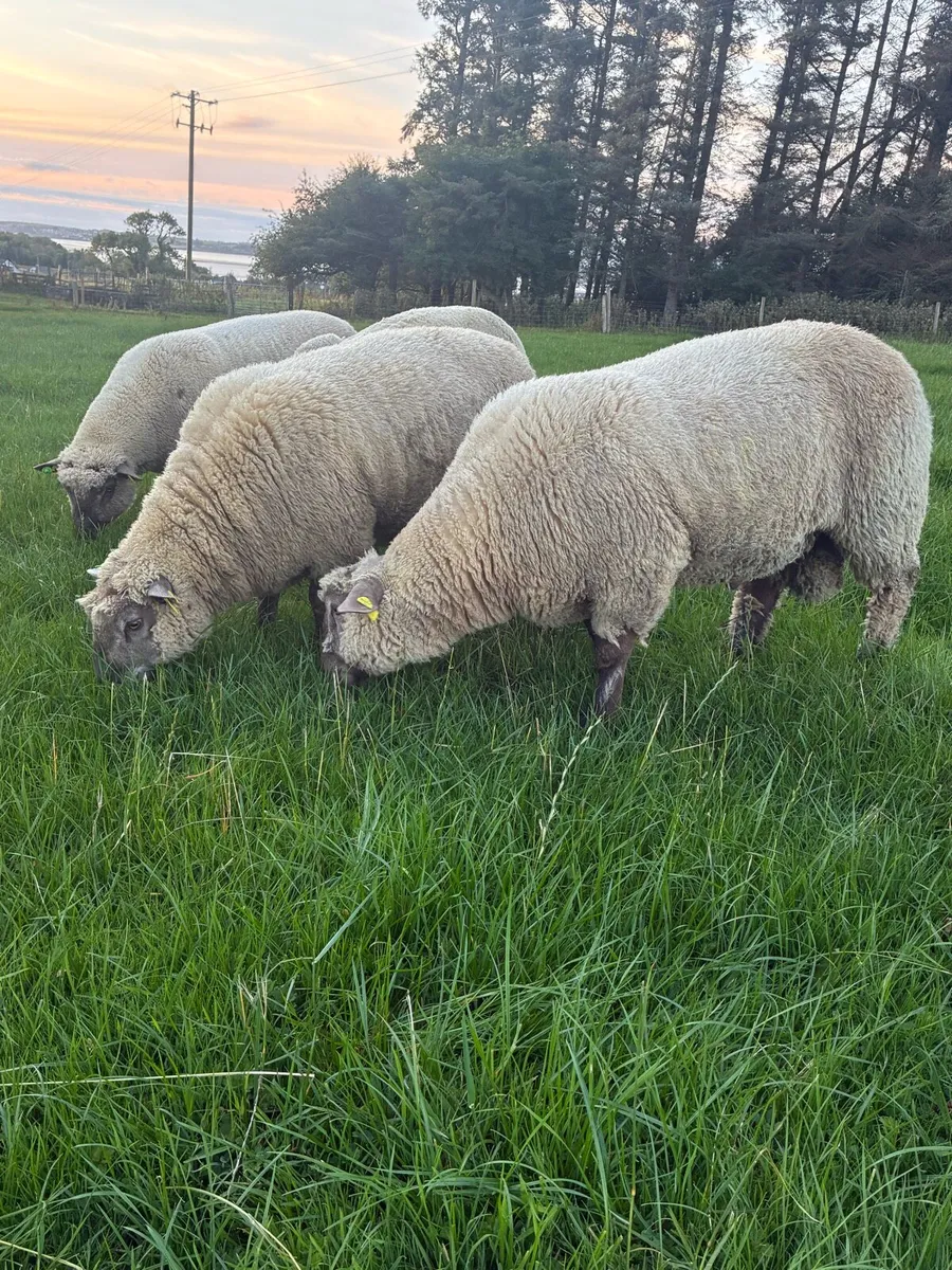 Vendeen and Jacob Ram Lambs - Image 1