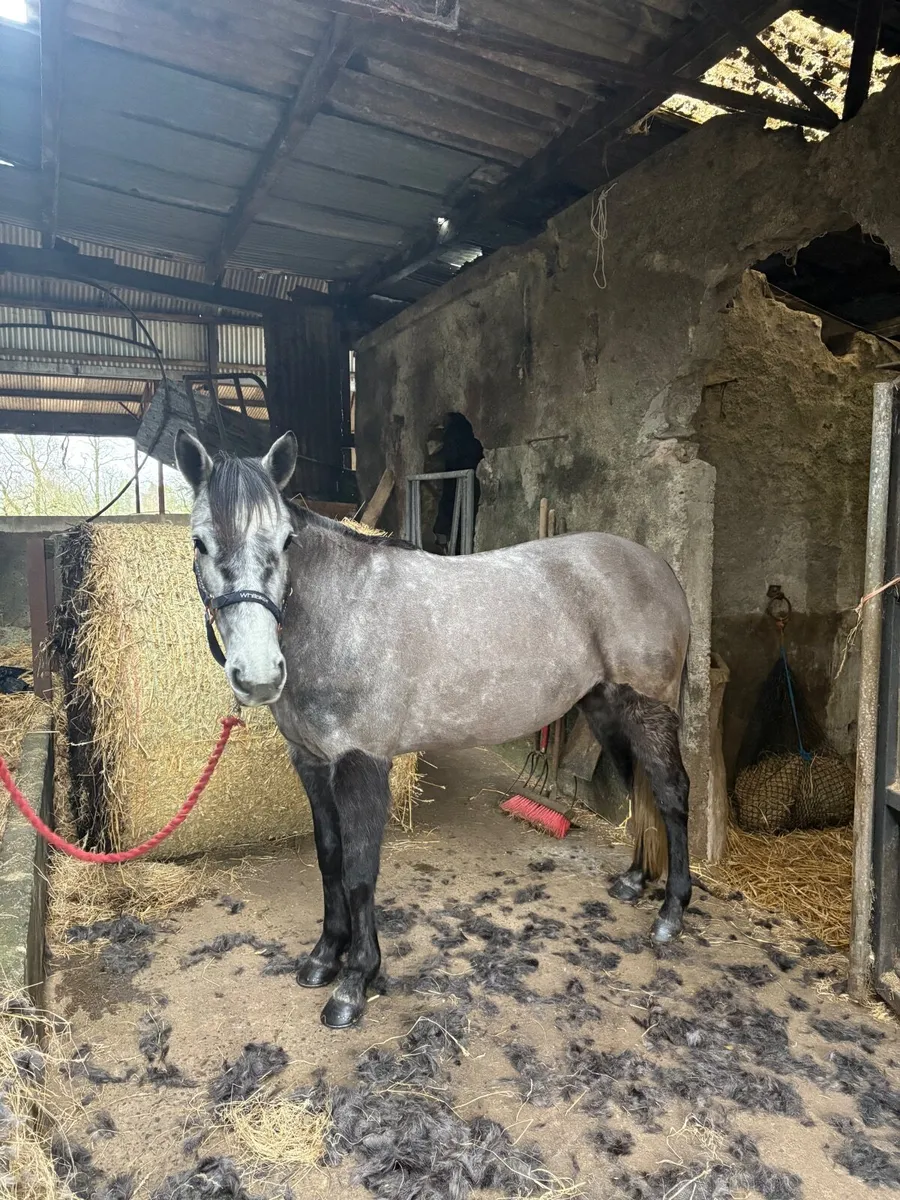 ☘️ Connemara mare ☘️ - Image 4