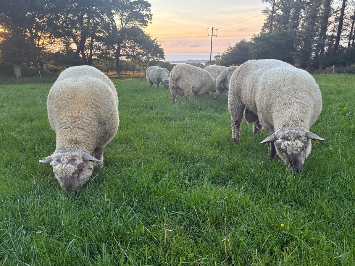 Vendeen and Jacob Ram Lambs - Image 2
