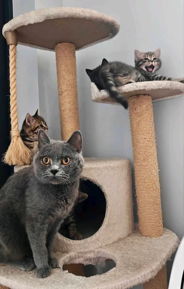 Beautiful British Shorthair Cross Kittens - Image 1
