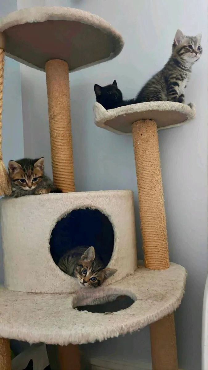 Beautiful British Shorthair Cross Kittens - Image 2