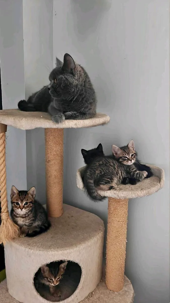 Beautiful British Shorthair Cross Kittens - Image 3