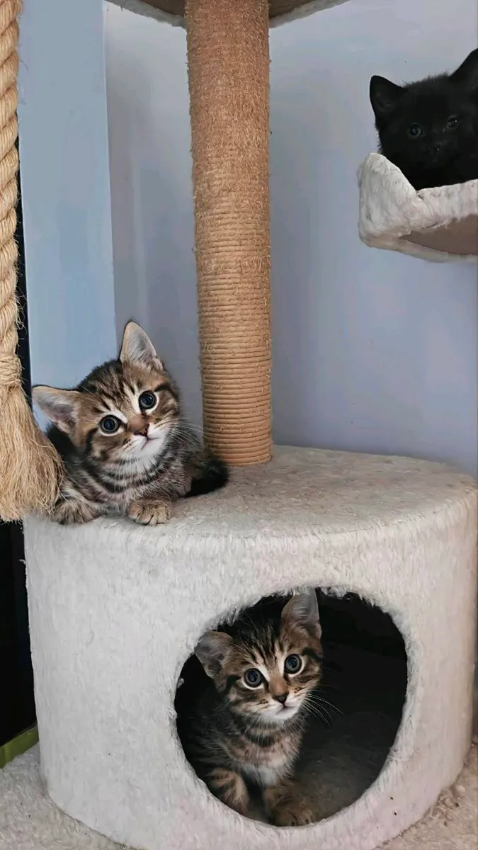 Beautiful British Shorthair Cross Kittens - Image 4