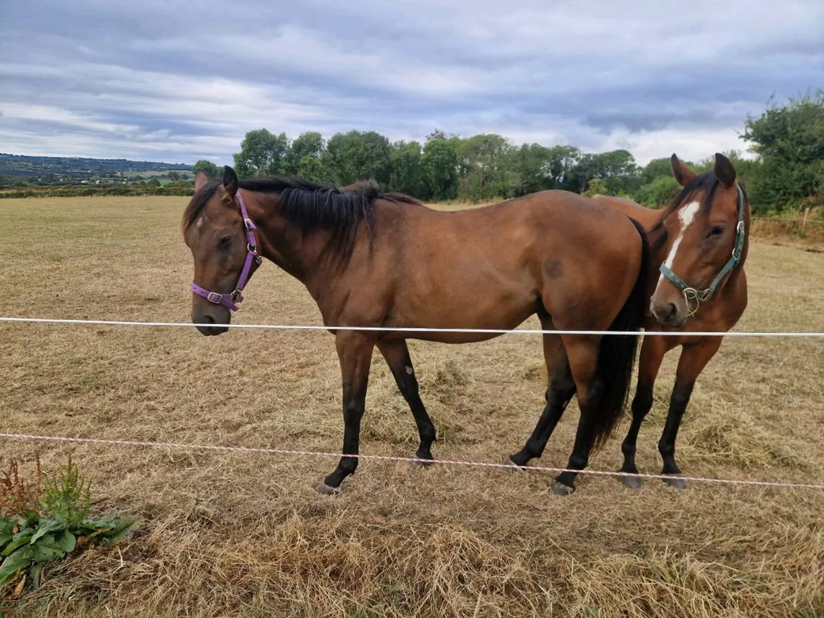3 yr old TB gelding - Image 3