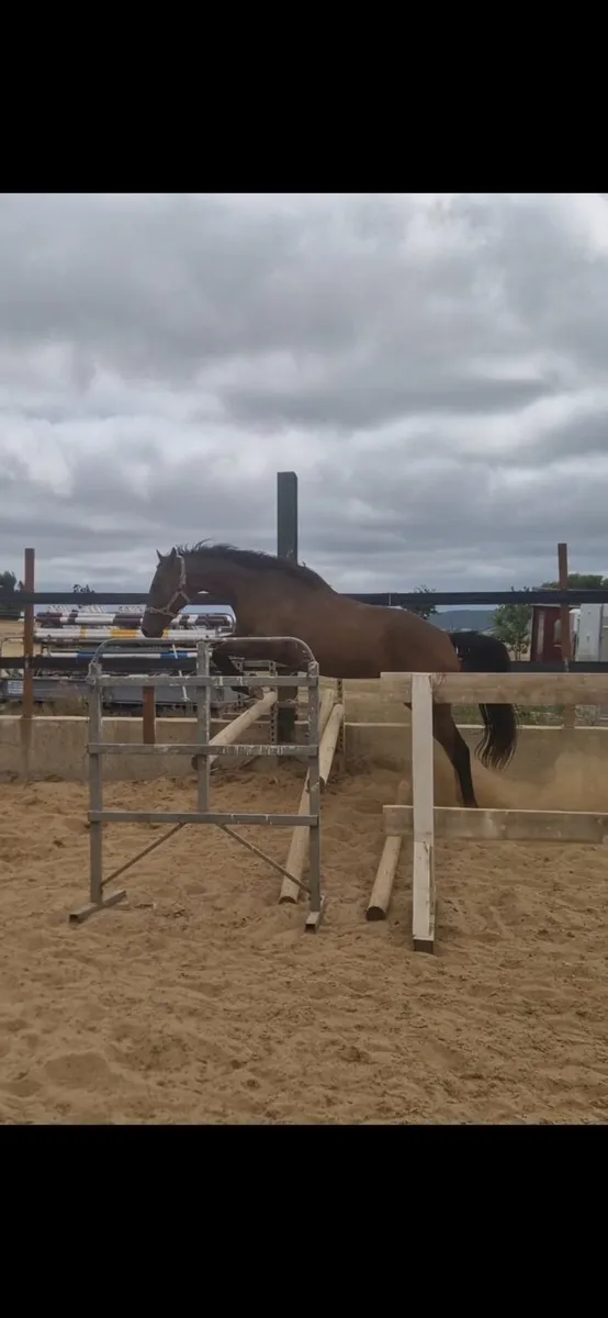 3 yr old TB gelding - Image 1