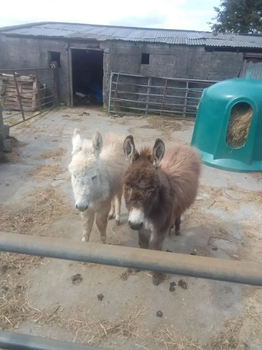 Donkey foals - Image 1