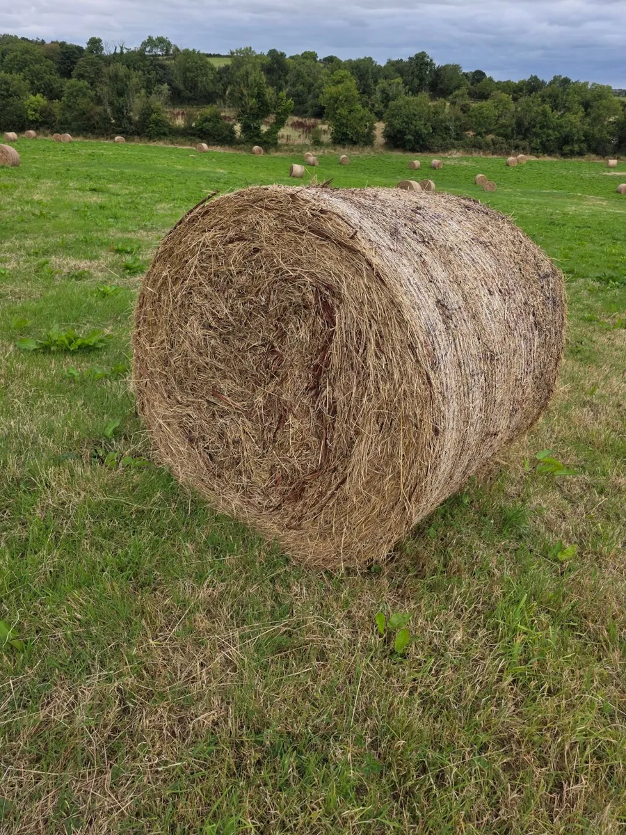 Haylage/hay - Image 2