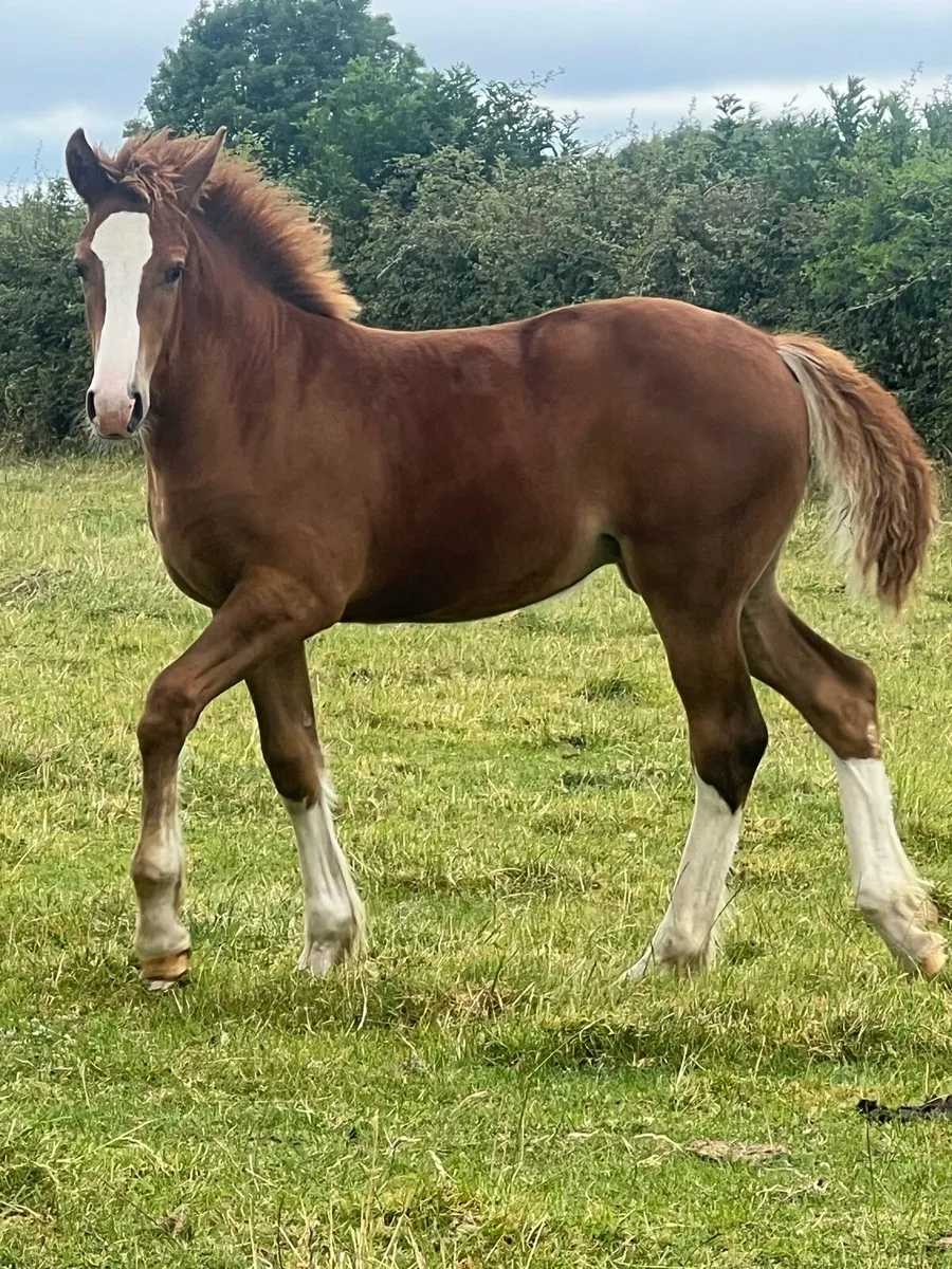Coolfin dynamite show filly - Image 4