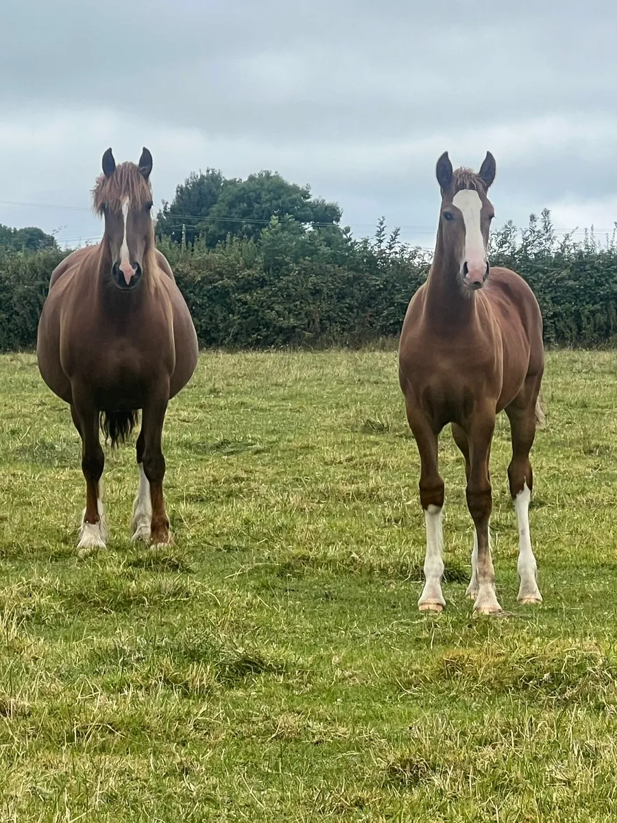 Coolfin dynamite show filly - Image 1