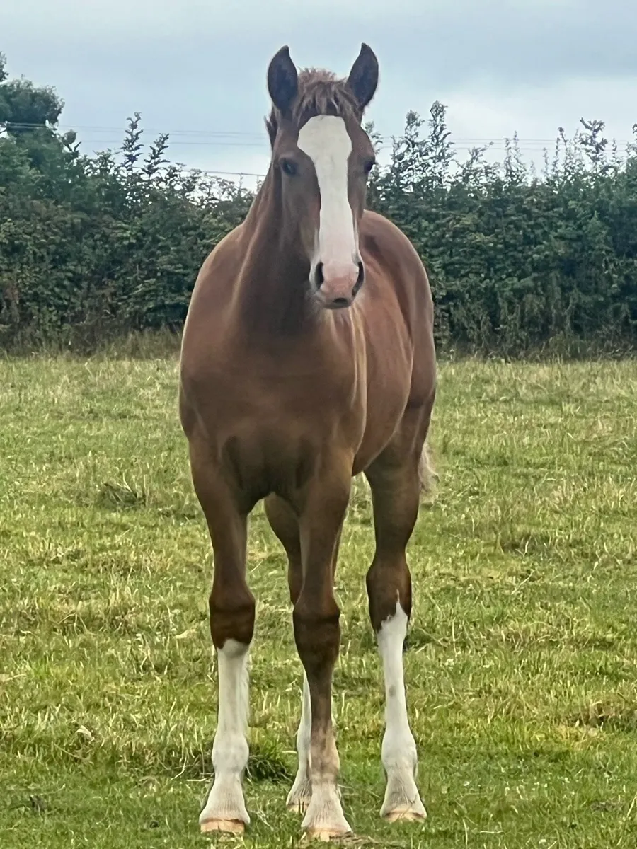 Coolfin dynamite show filly - Image 2