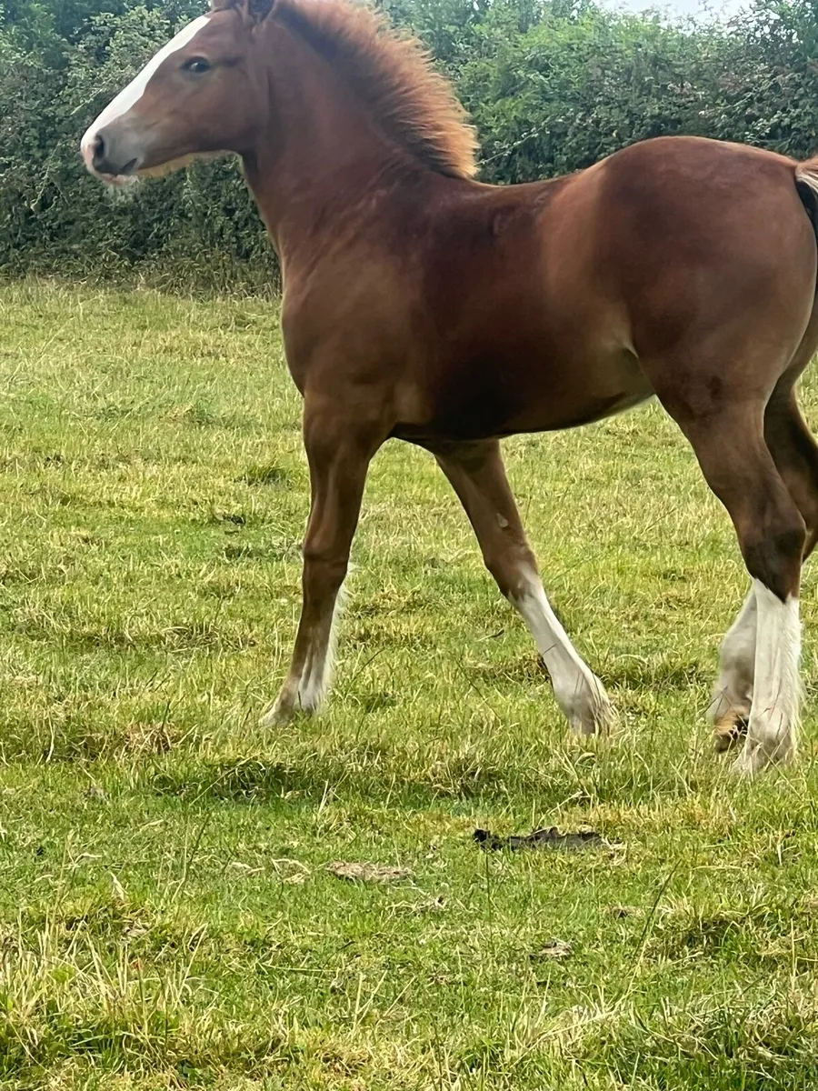 Coolfin dynamite show filly - Image 3