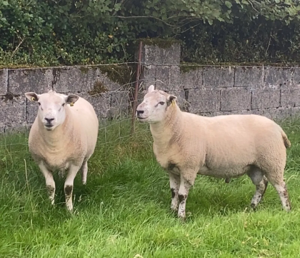 Hogget rams - Image 1