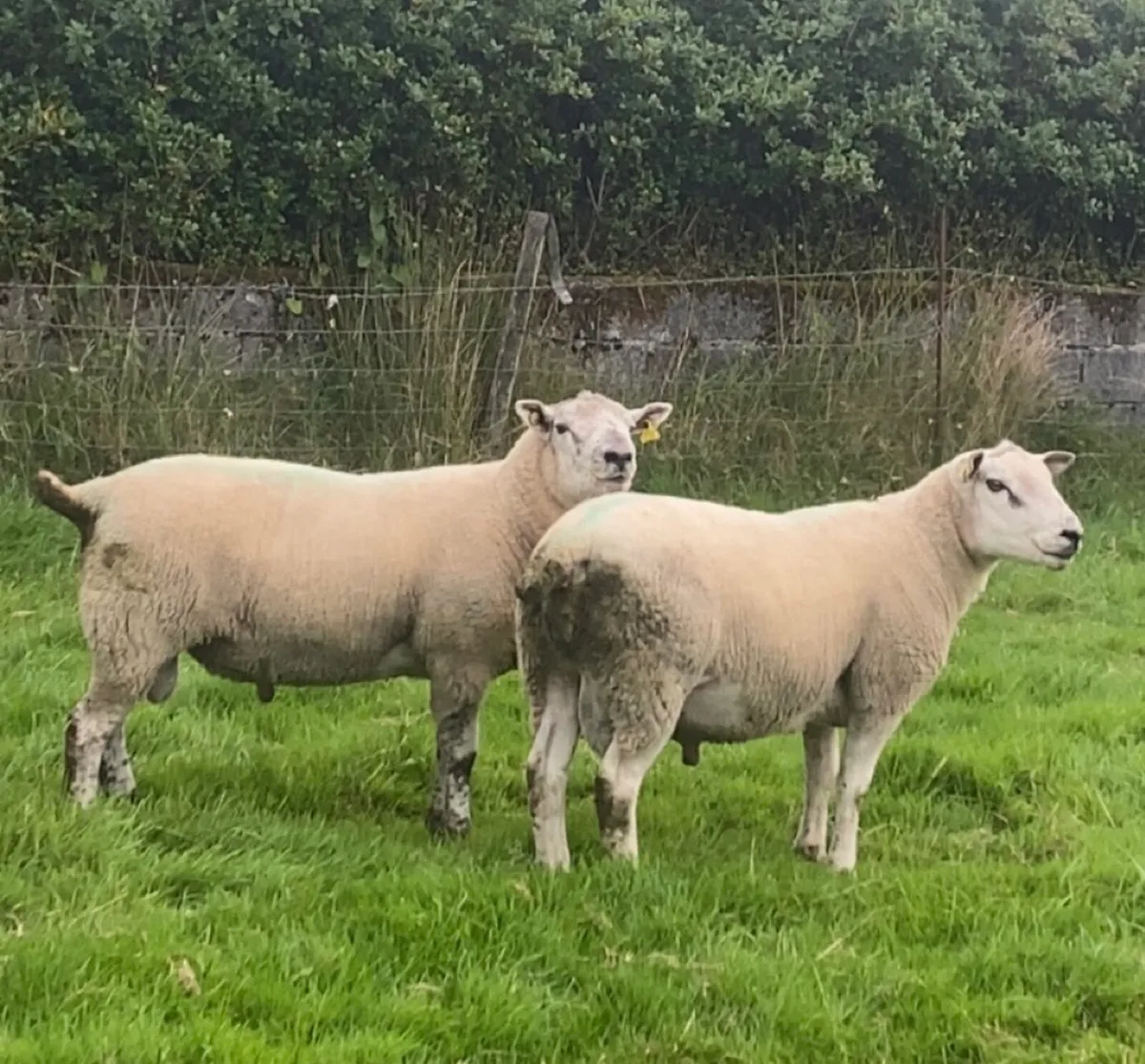 Hogget rams - Image 2