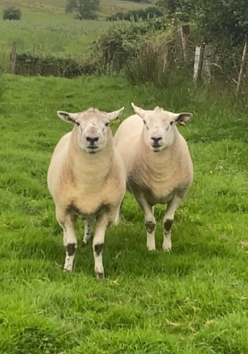 Hogget rams - Image 3