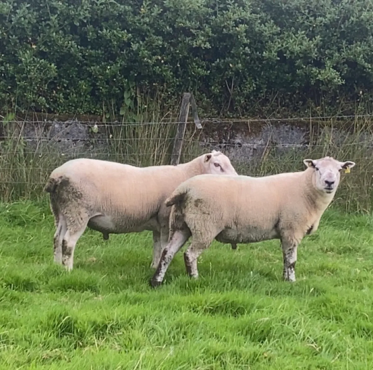 Hogget rams - Image 4