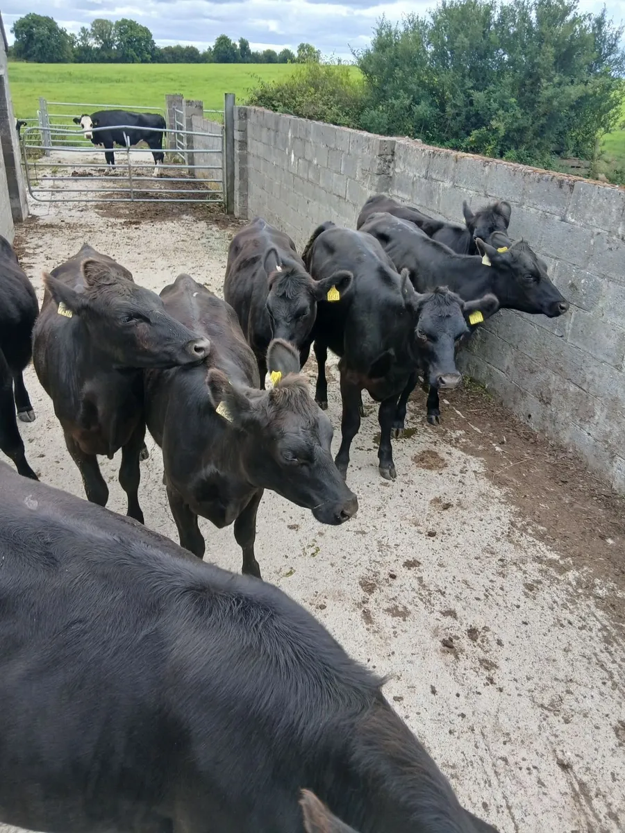 Cattle - Image 1
