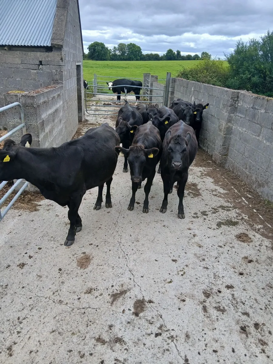 Cattle - Image 2