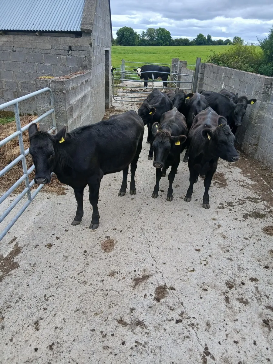 Cattle - Image 3
