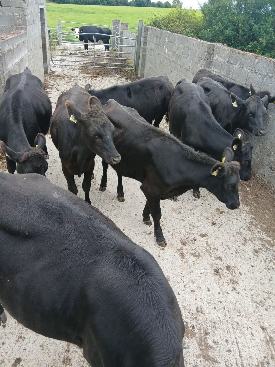 Cattle - Image 4