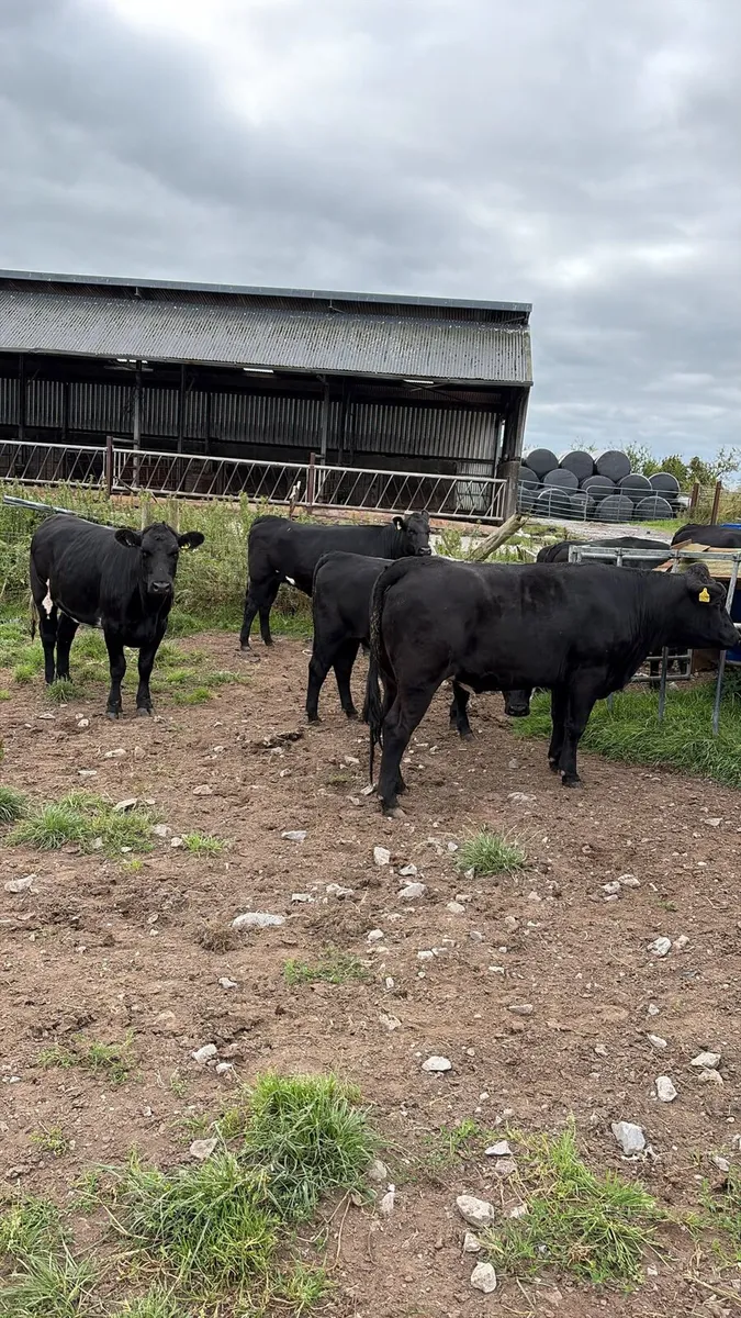 Heifers - Image 4