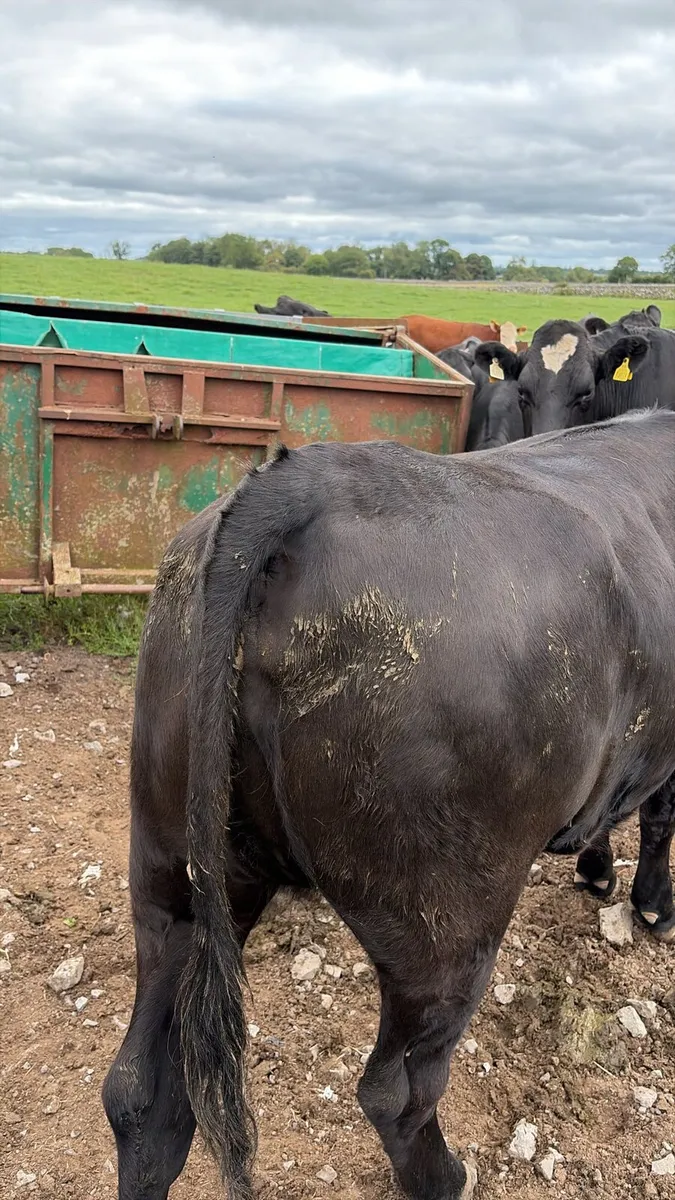 Heifers - Image 1