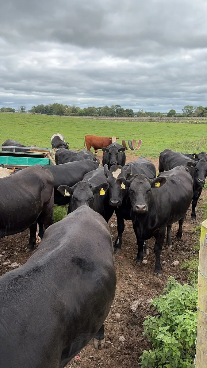 Heifers - Image 2