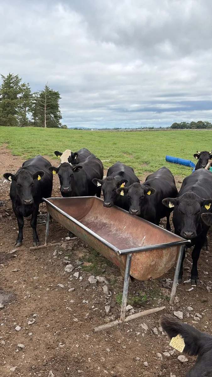 Heifers - Image 3