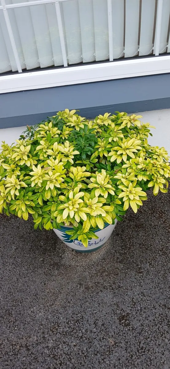 Pair  of Choysia Ternata Sundance shrubs - Image 2