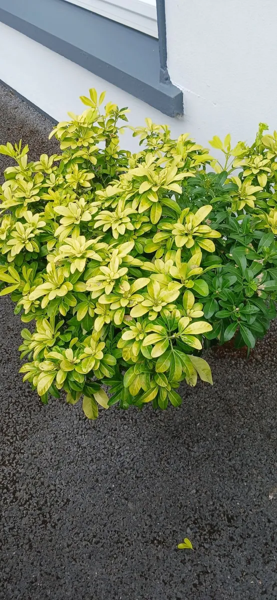 Pair  of Choysia Ternata Sundance shrubs - Image 3