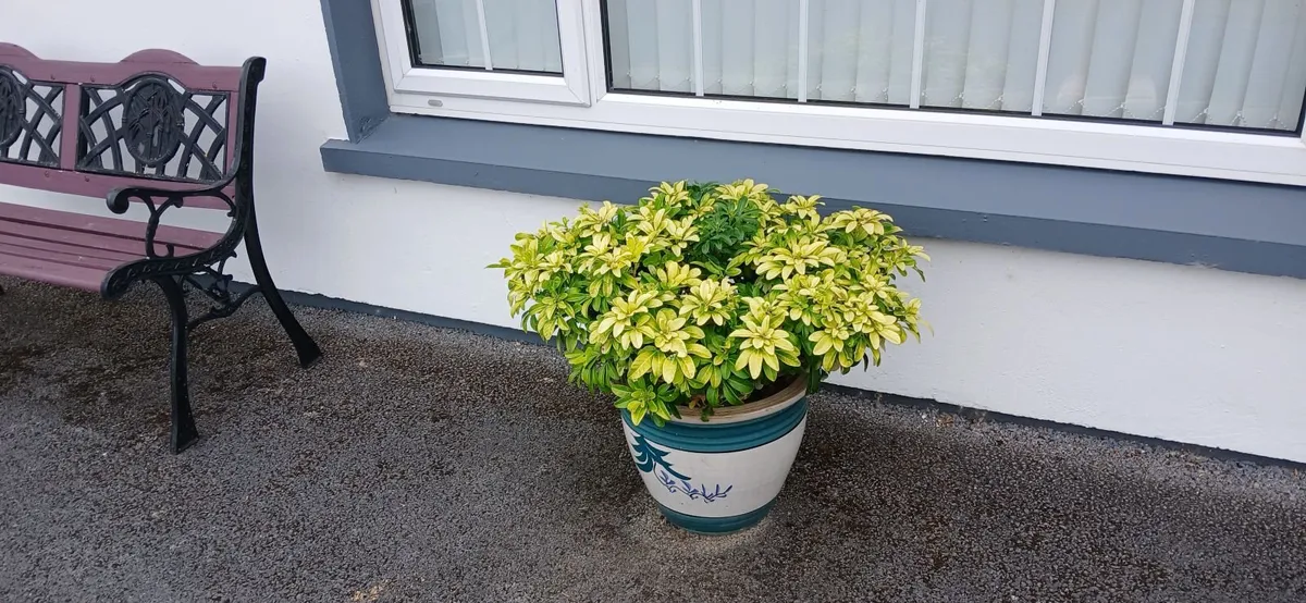 Pair  of Choysia Ternata Sundance shrubs - Image 4