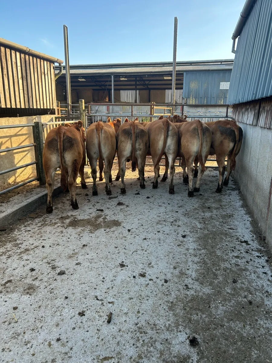 6 quality limousine heifers - Image 1