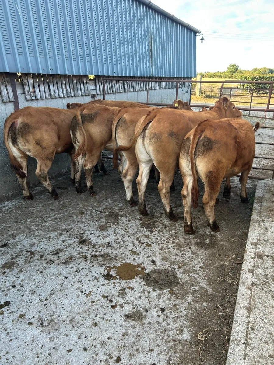 6 quality limousine heifers - Image 2