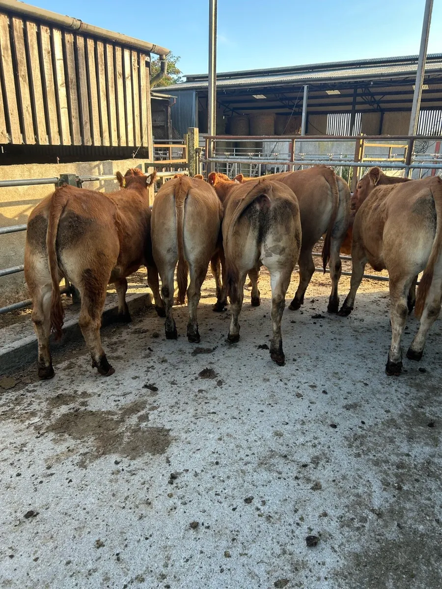 6 quality limousine heifers - Image 3