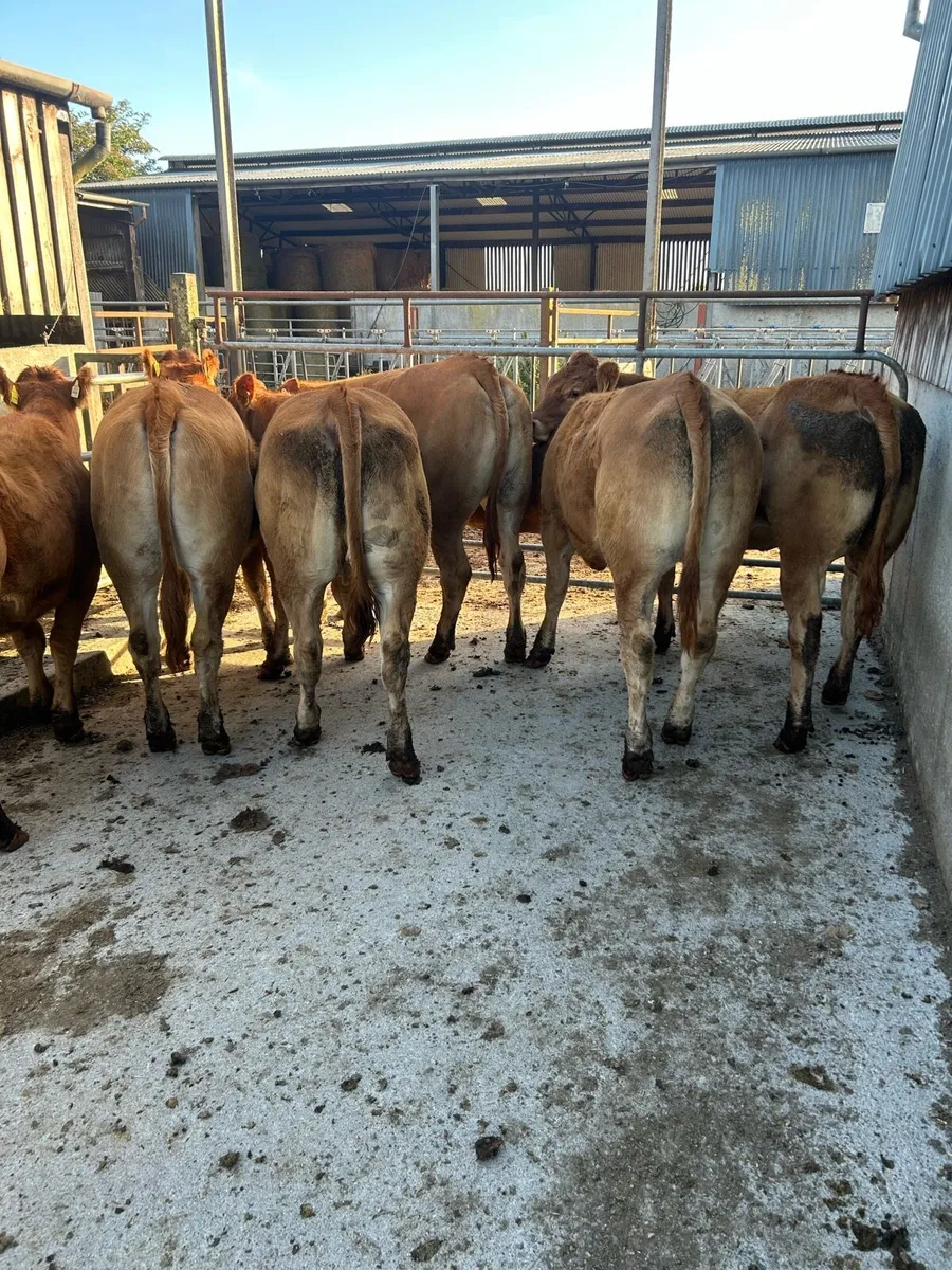 6 quality limousine heifers - Image 4