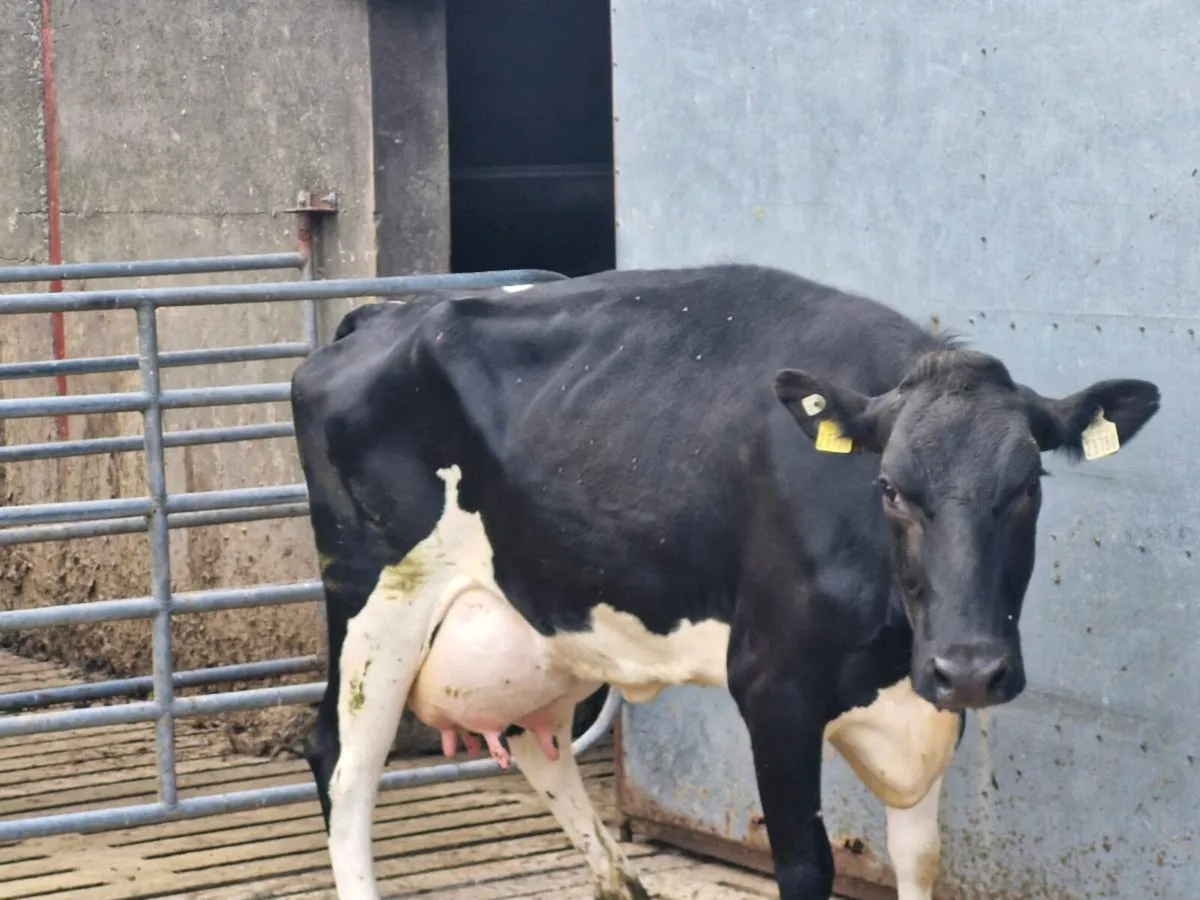 Freshly calved cow - Image 2