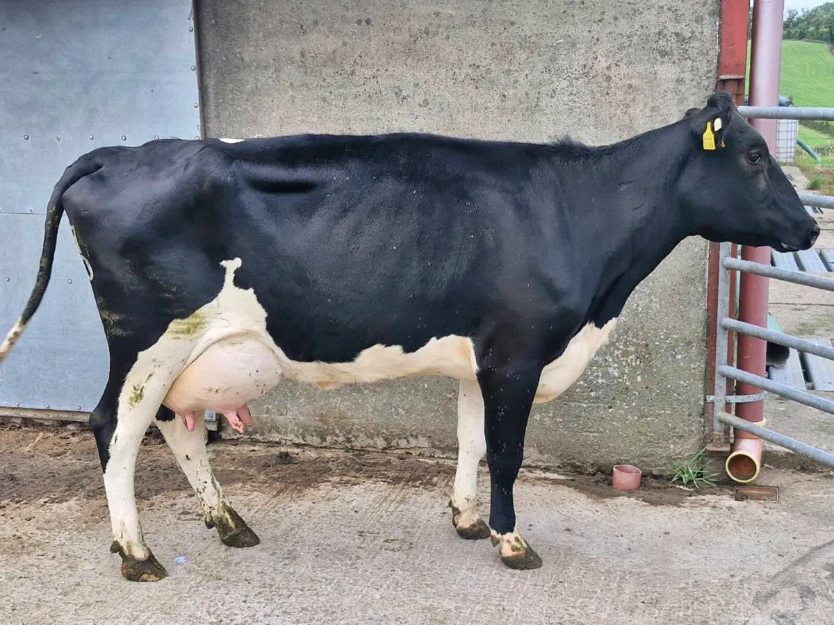 Freshly calved cow - Image 1
