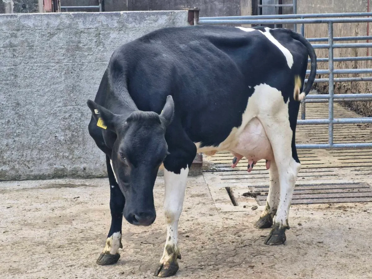 Freshly calved cow - Image 3