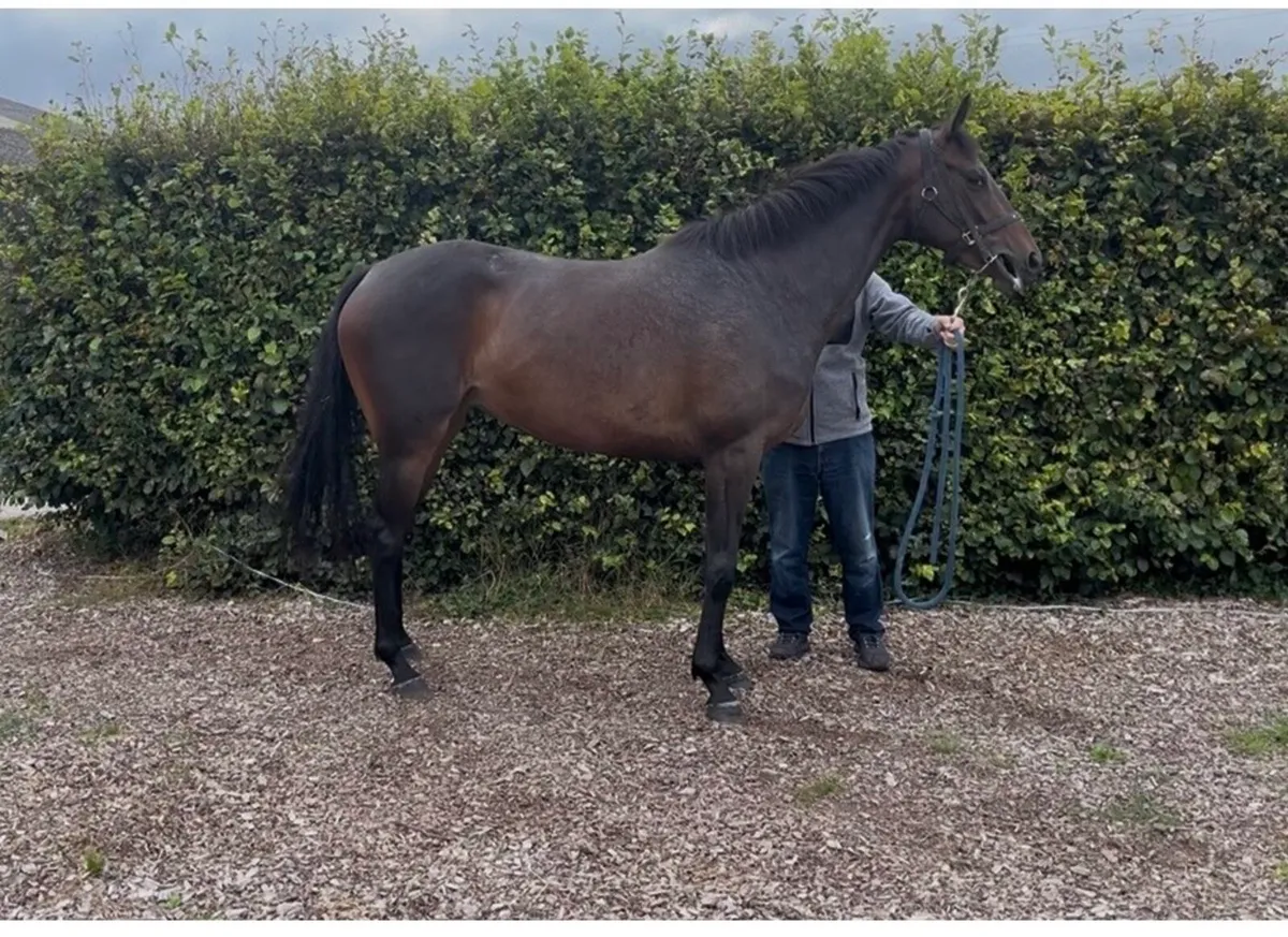 3yo filly by Order of St George - Image 1