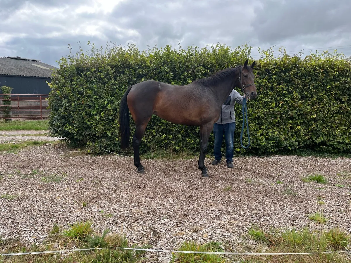 3yo filly by Order of St George - Image 2