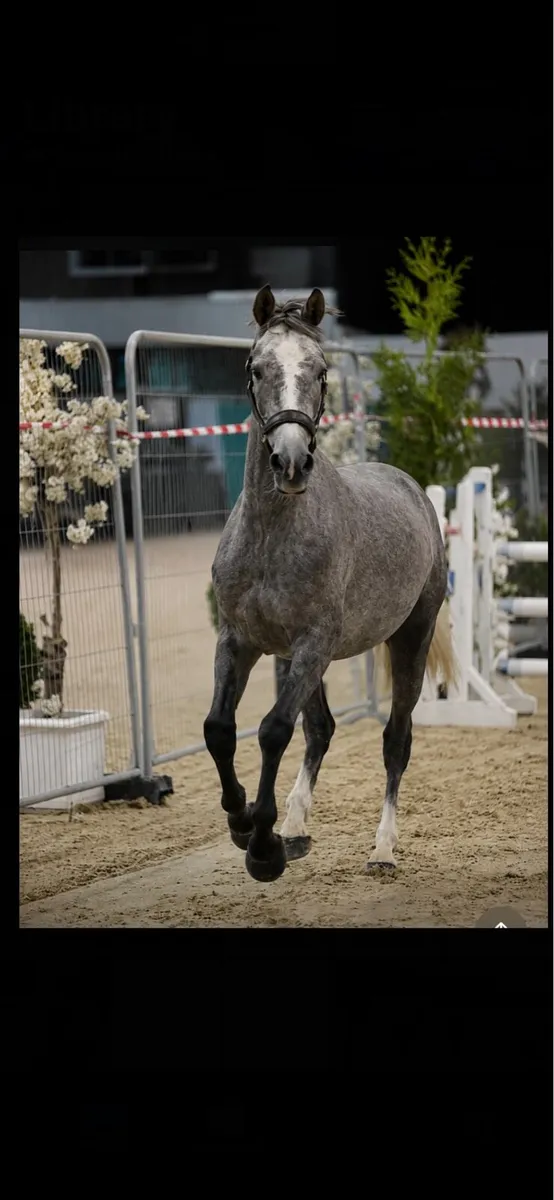 ⭐️🌟 Woodland Mossie 🌟⭐️ - Image 1
