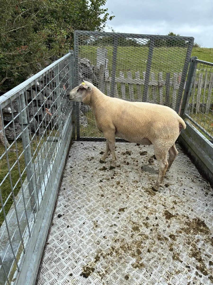 Ram Hogget - Image 3