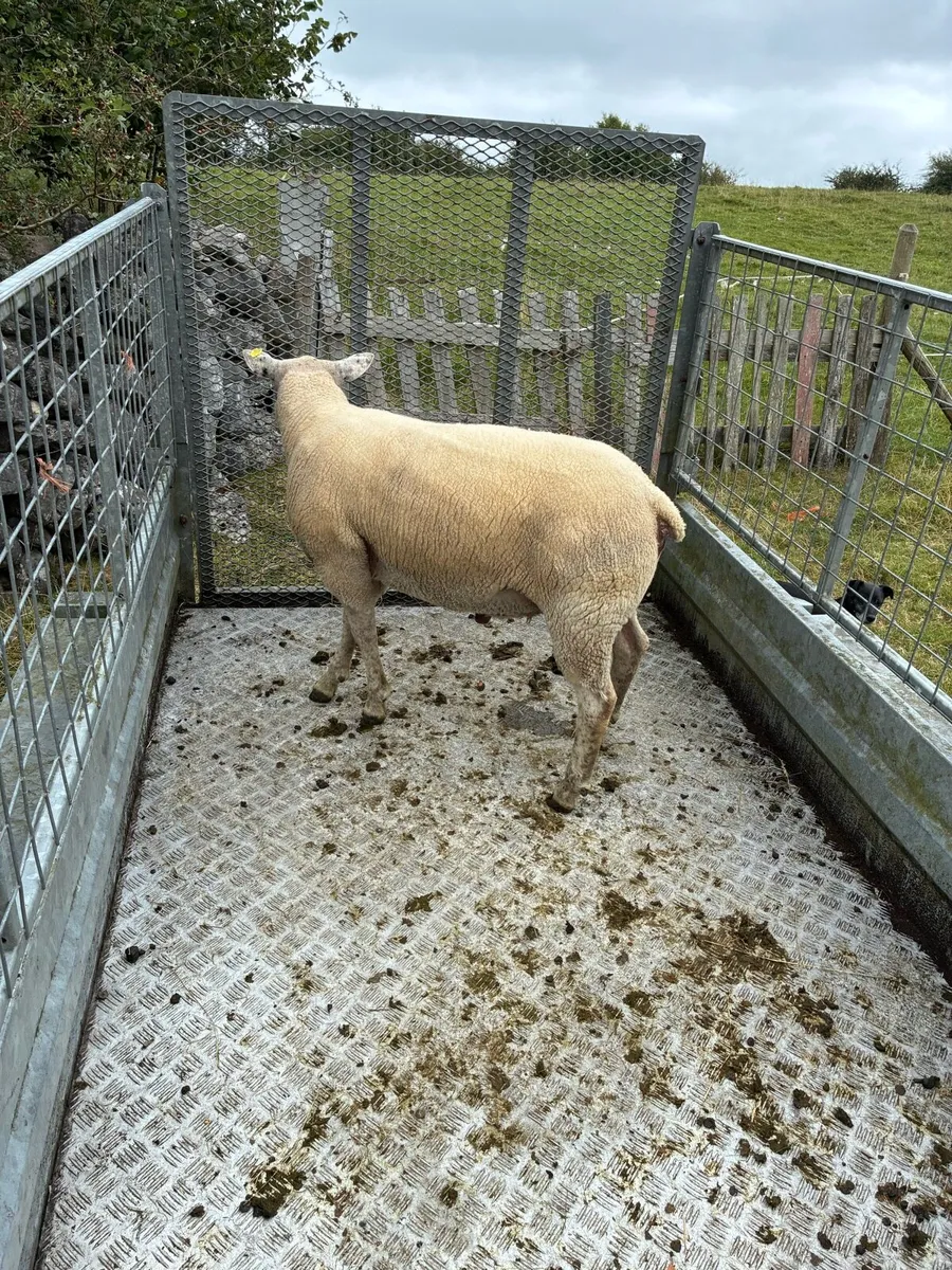 Ram Hogget - Image 4