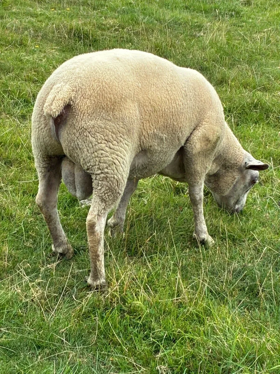Ram Hogget - Image 1