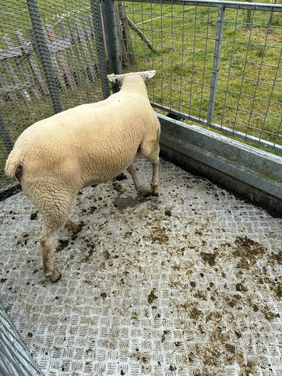 Ram Hogget - Image 2