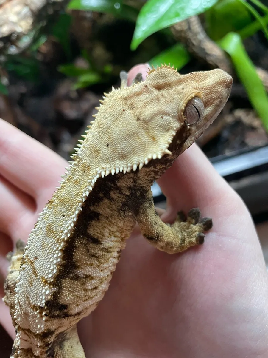 Crested Gecko - FTGH - Image 1