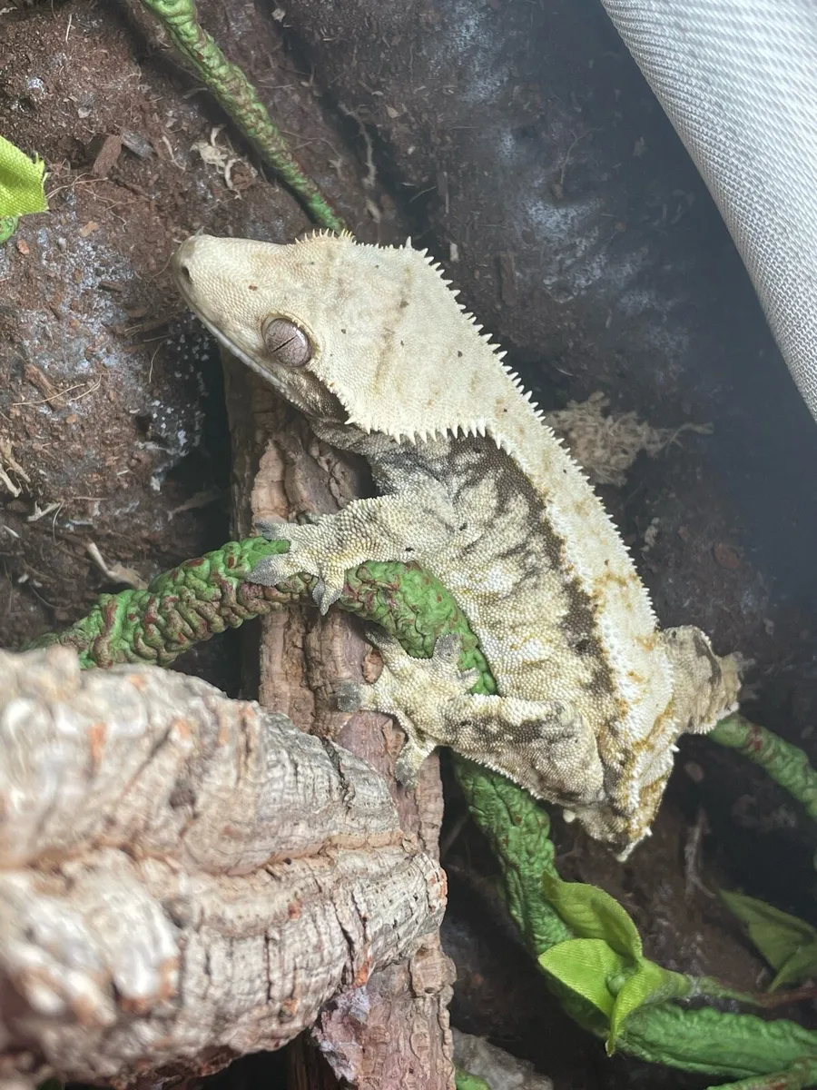 Crested Gecko - FTGH - Image 3