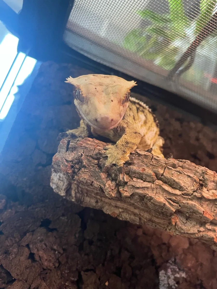 Crested Gecko - FTGH - Image 4