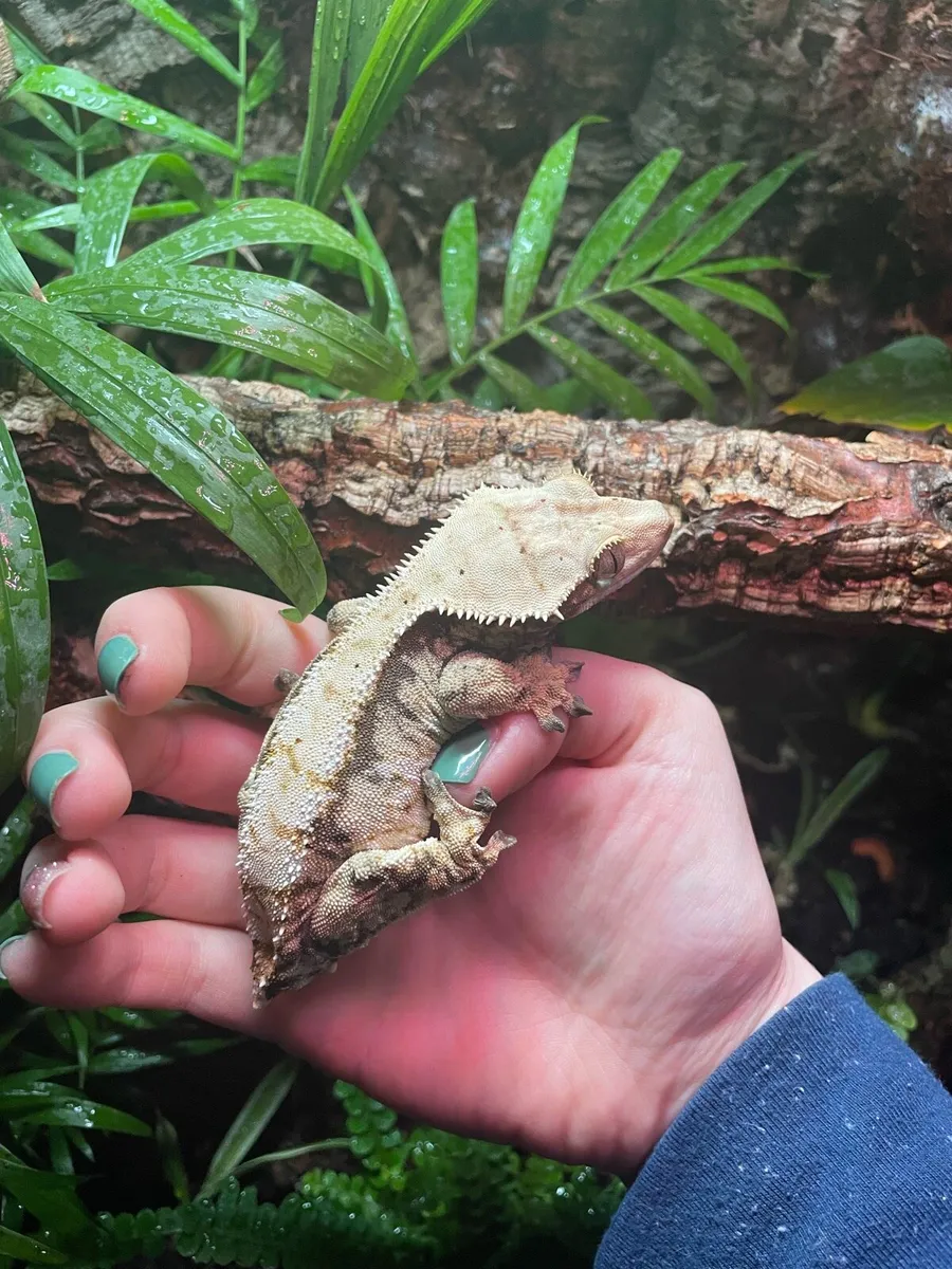Crested Gecko - FTGH - Image 2