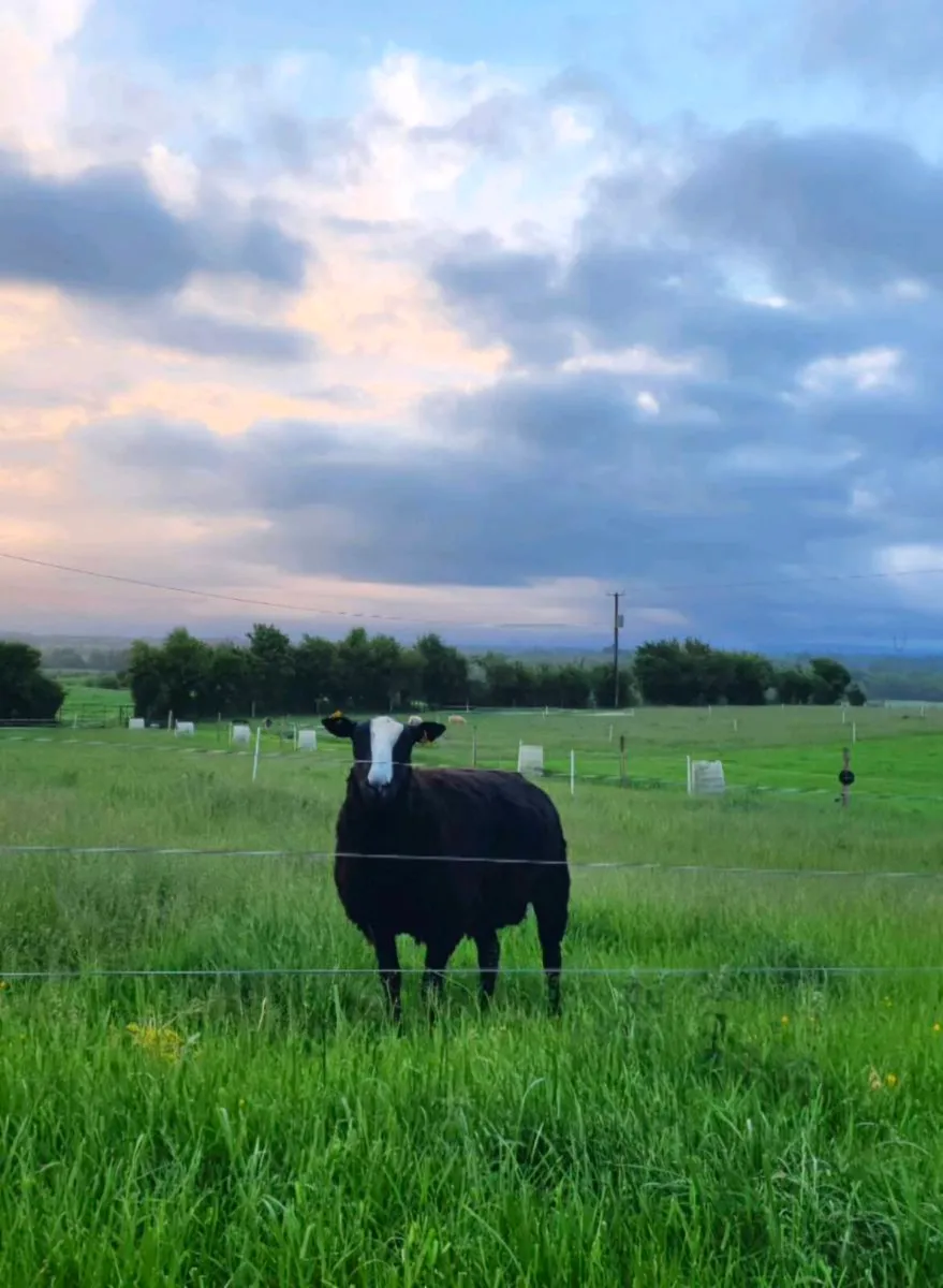 Quality Ram - Image 1